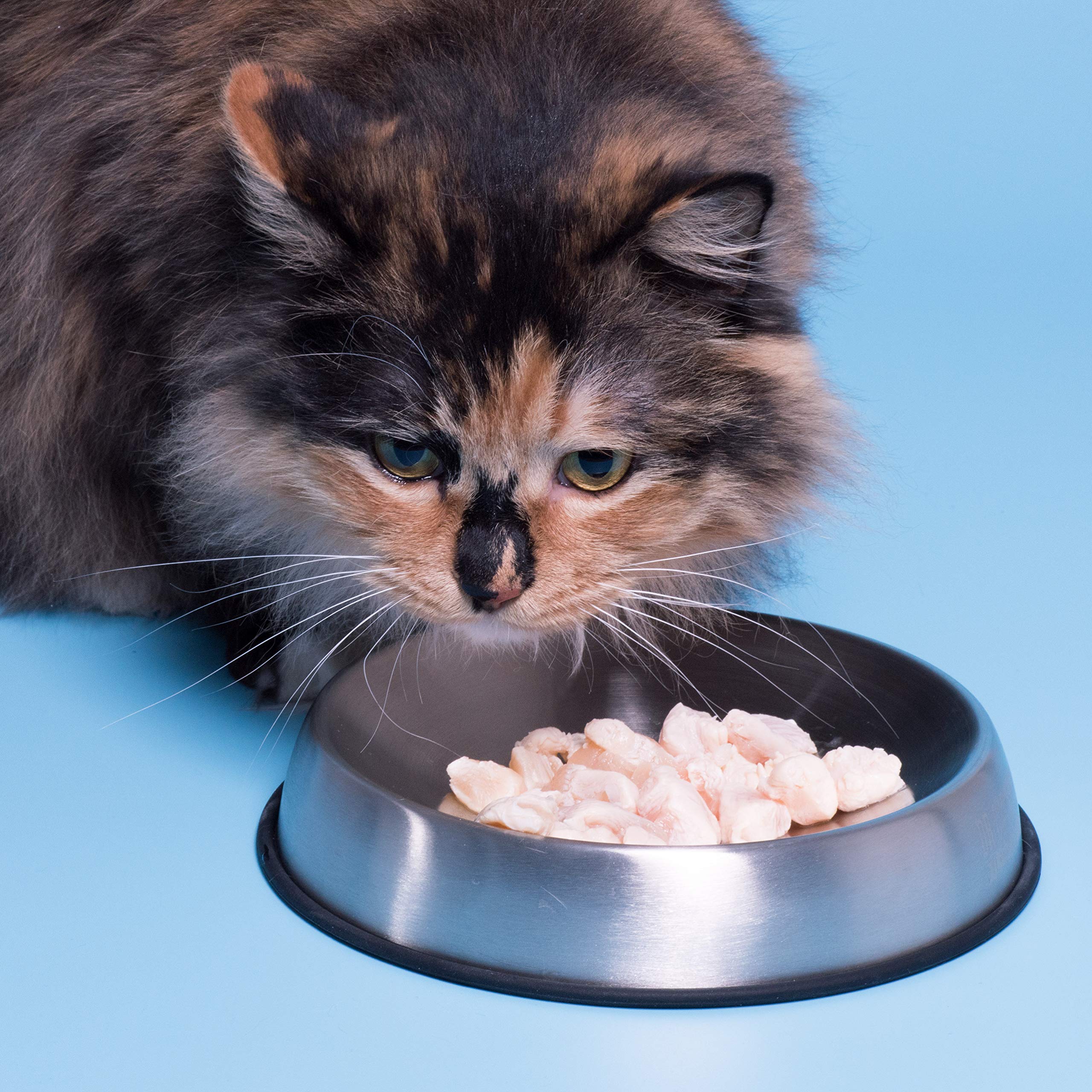 Dr. Catsby dishwasher-safe bowl for quick sanitizing.