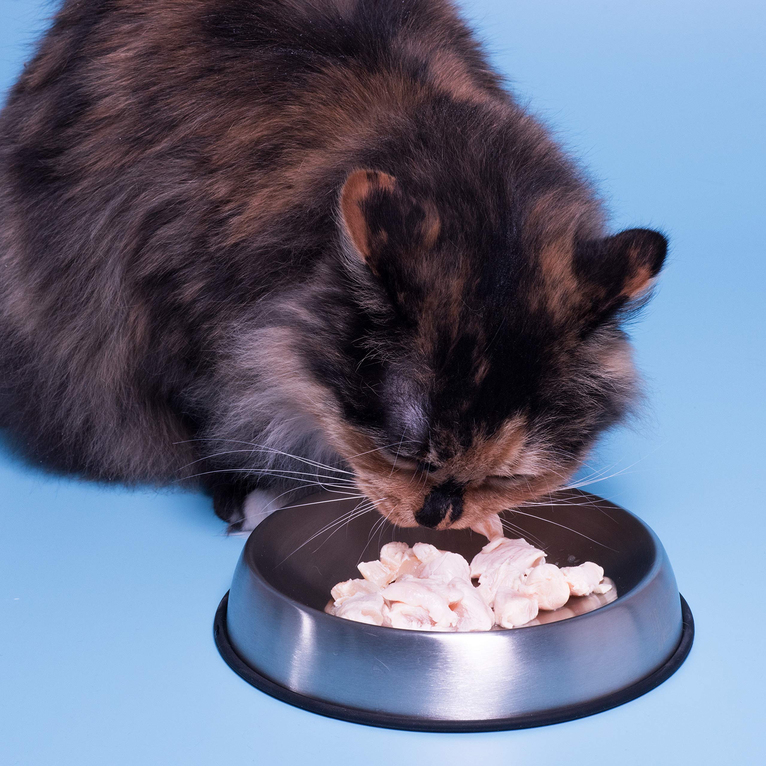 Dr. Catsby everyday-use design fits busy households and multiple pets.