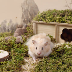 DR.DUDU forest moss in cage as decorative and enriching pet habitat