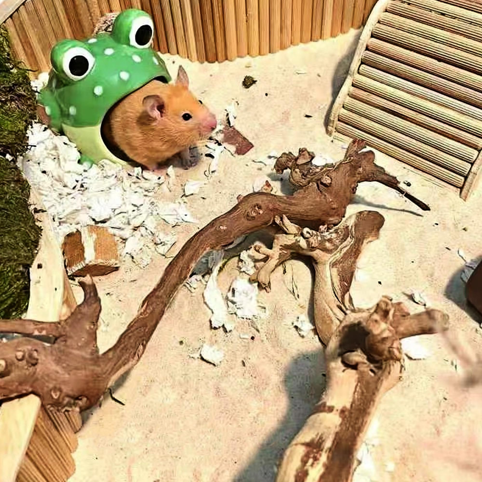 DR.DUDU hamster bath sand usage scene demonstrates versatile habitat care.