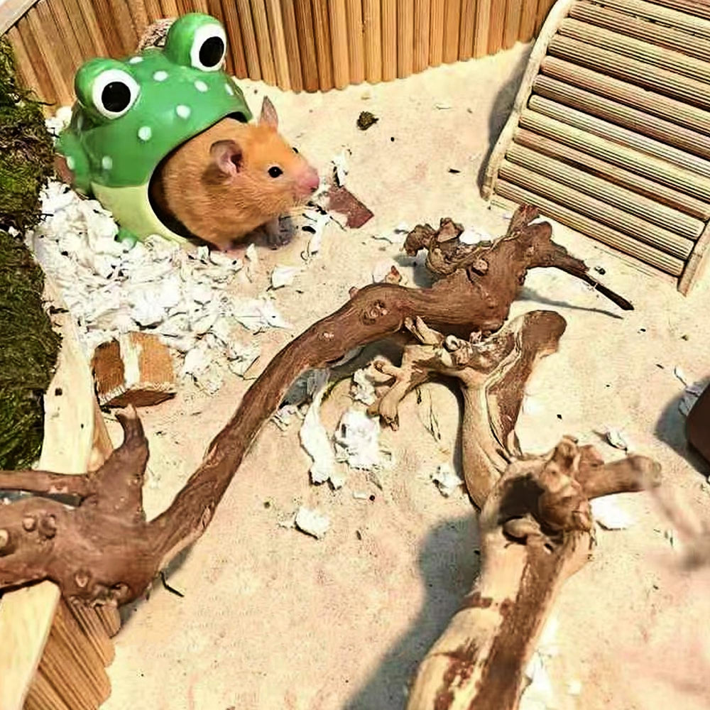 DR.DUDU hamster bath sand usage scene demonstrates versatile habitat care.