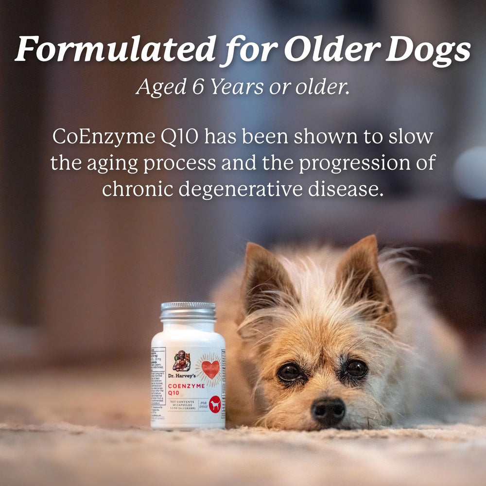 Lifestyle shot showing Dr. Harvey's Coenzyme Q10 for a senior dog during activity.