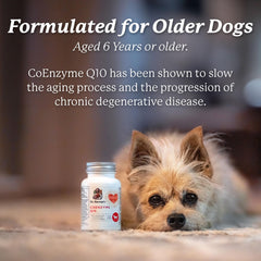 Lifestyle shot showing Dr. Harvey's Coenzyme Q10 for a senior dog during activity.