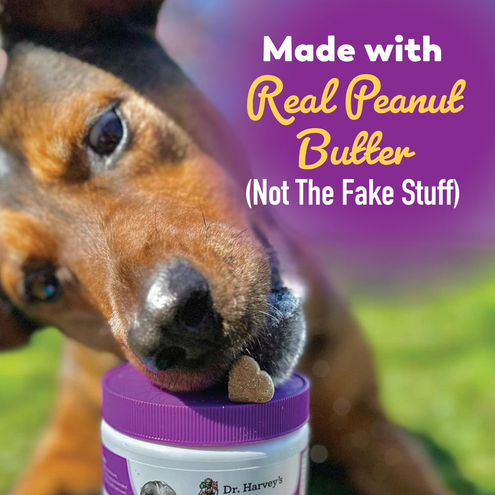 Digestive health support for dogs with multi strain probiotic blend label