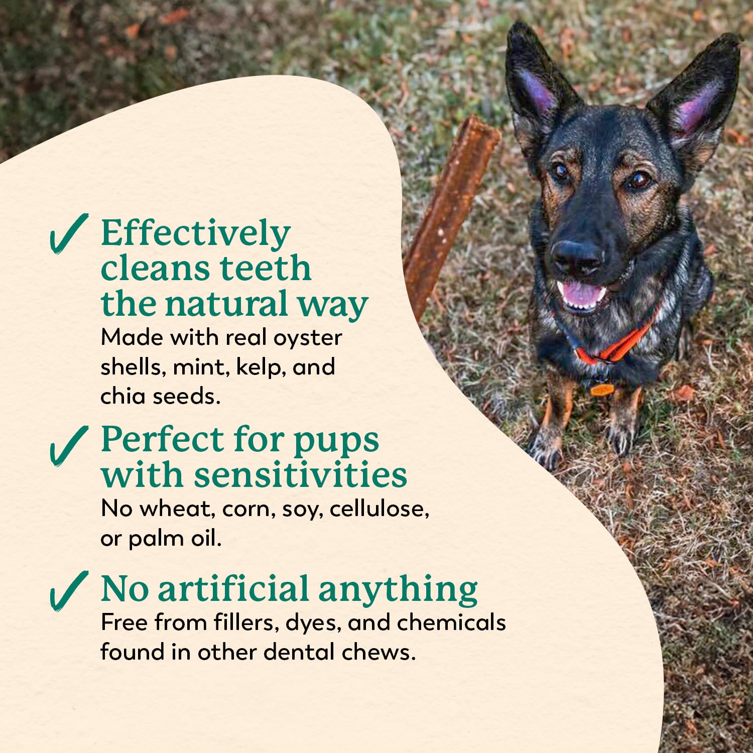 Dr. Harvey's Holistix dental chew in dog's mouth demonstrating daily routine