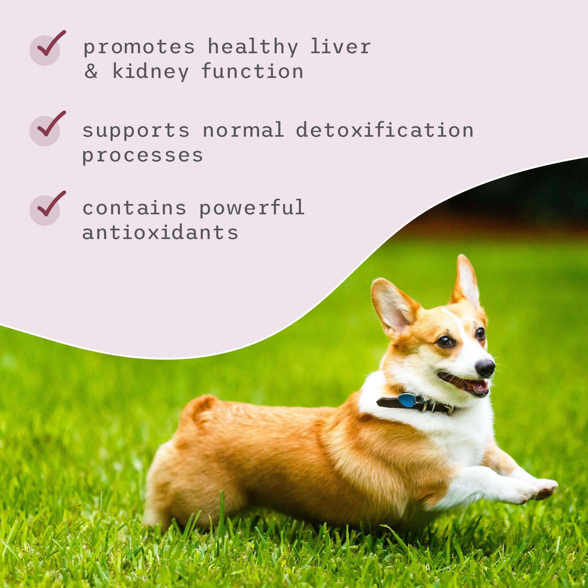 Dr. Mercola Bark & Whiskers detox dog scene ready for routine