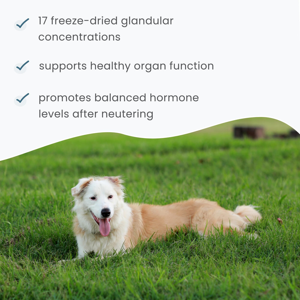 Dr. Mercola Bark & Whiskers ingredient close-up highlights kidney and liver glandulars.