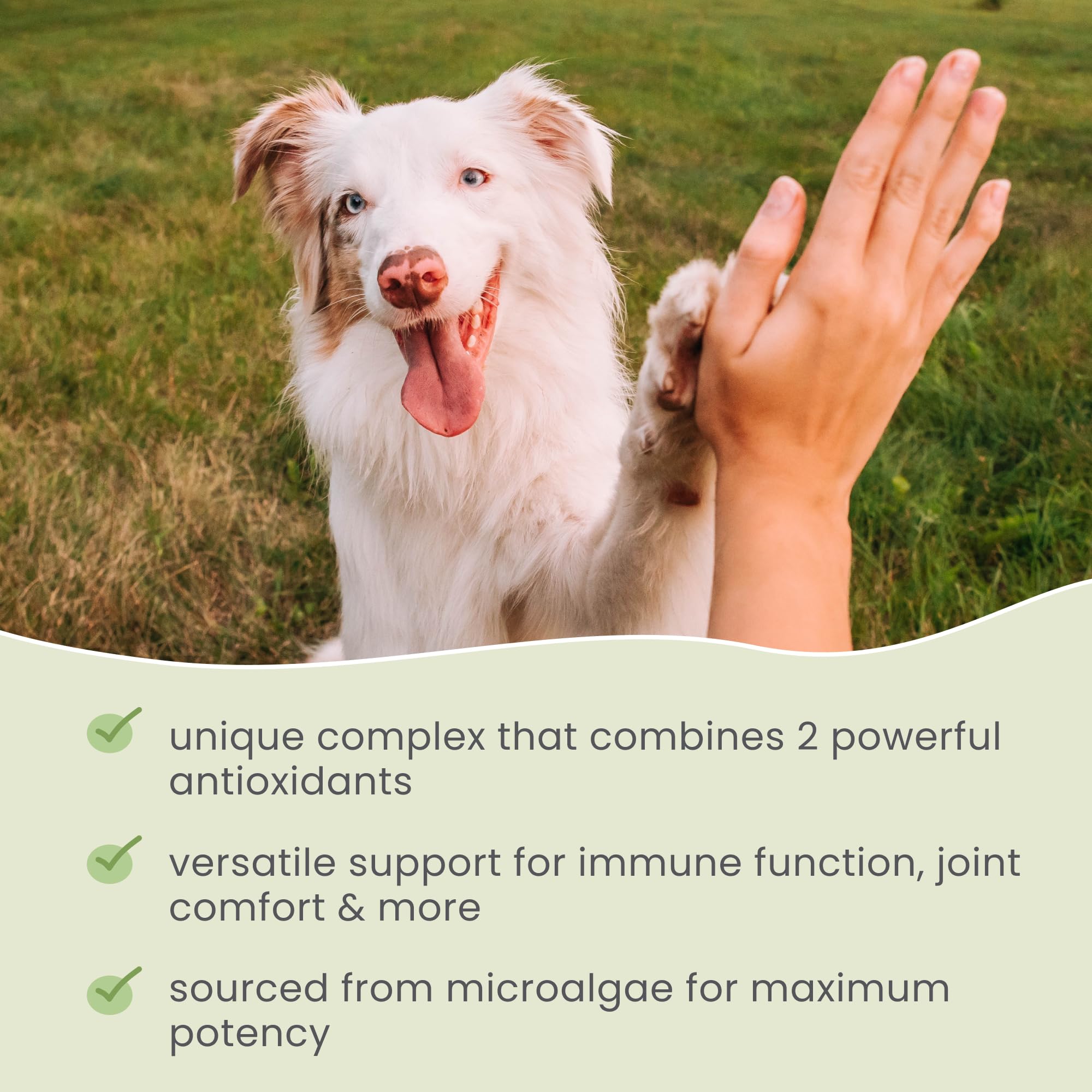 Non-GMO, gluten-free and soy-free SpiruGreen packaging supports dietary needs.