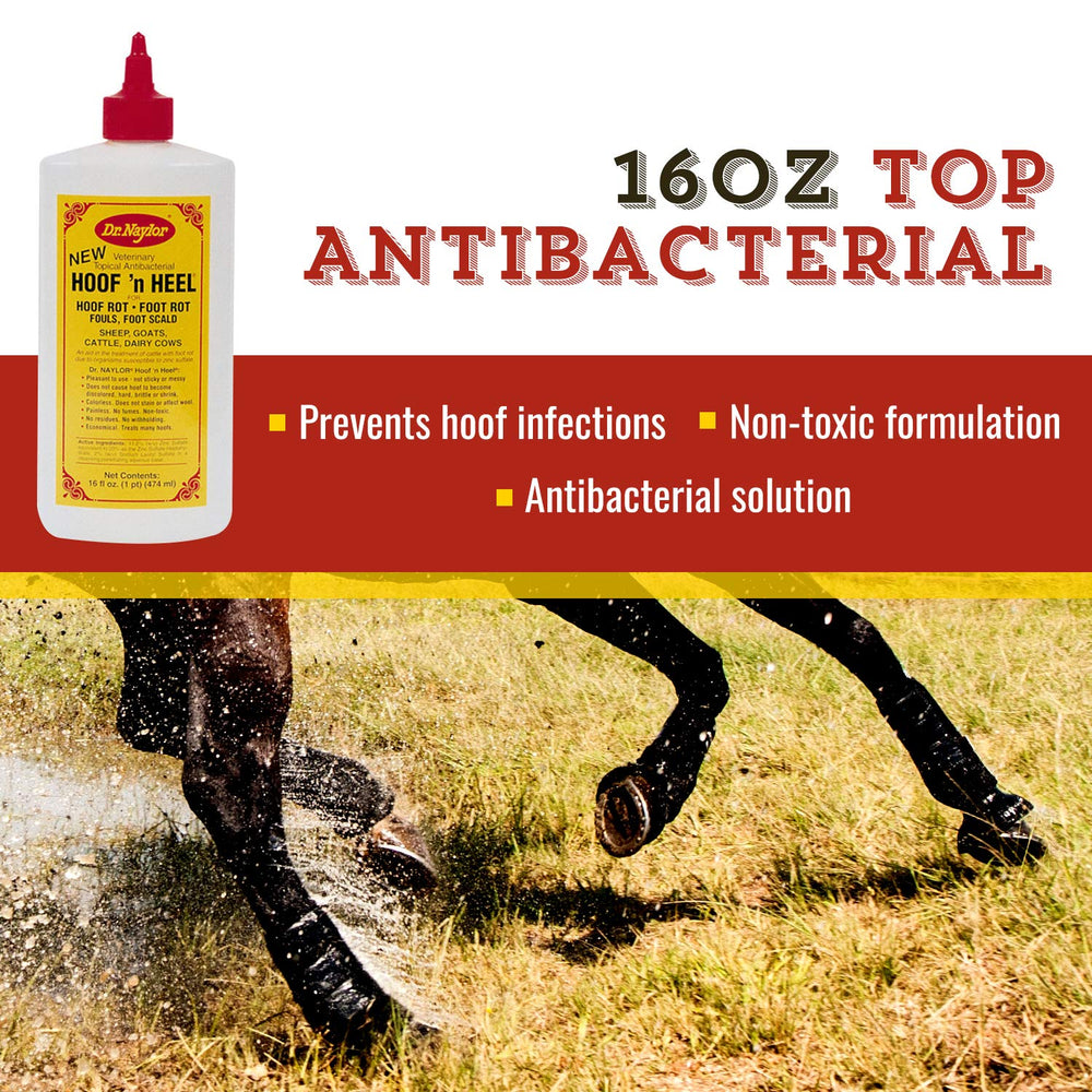 Dr. Naylor Hoof 'N Heal applied to a hoof for rot management on livestock