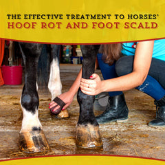 Dr. Naylor Hoof 'N Heal used on a cattle hoof addressing foot scald