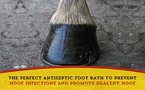 Dr. Naylor Hoof 'N Heal being applied by a farmer wearing gloves