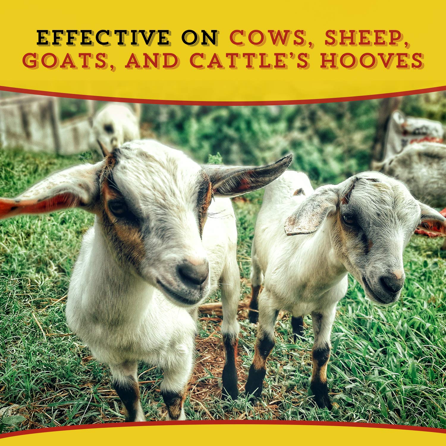 Dr. Naylor Hoof 'N Heal on a goat hoof for routine hoof care