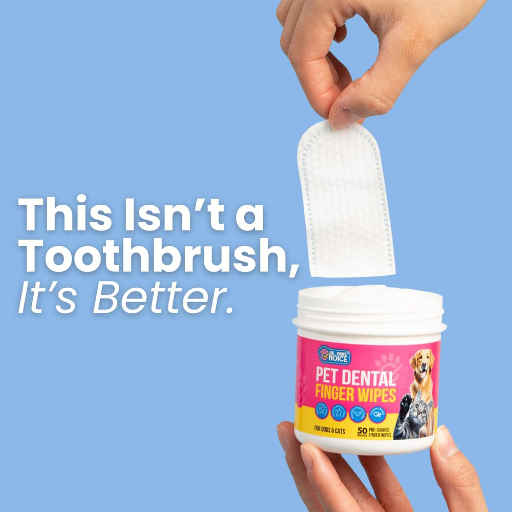 Cat teeth care scene with Dr. Paws Choice wipe as toothpaste substitute.