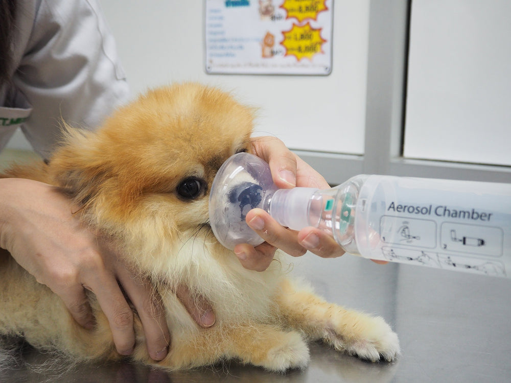 Dr. Pet instruction manual supports quick setup and cleaning.