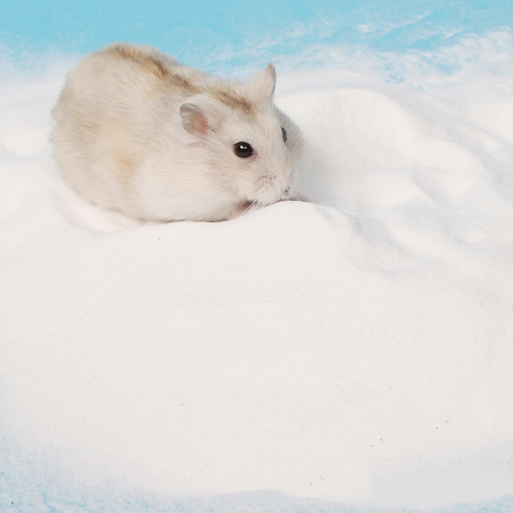 DR.DUDU hamster bath sand in bath area ready for grooming.