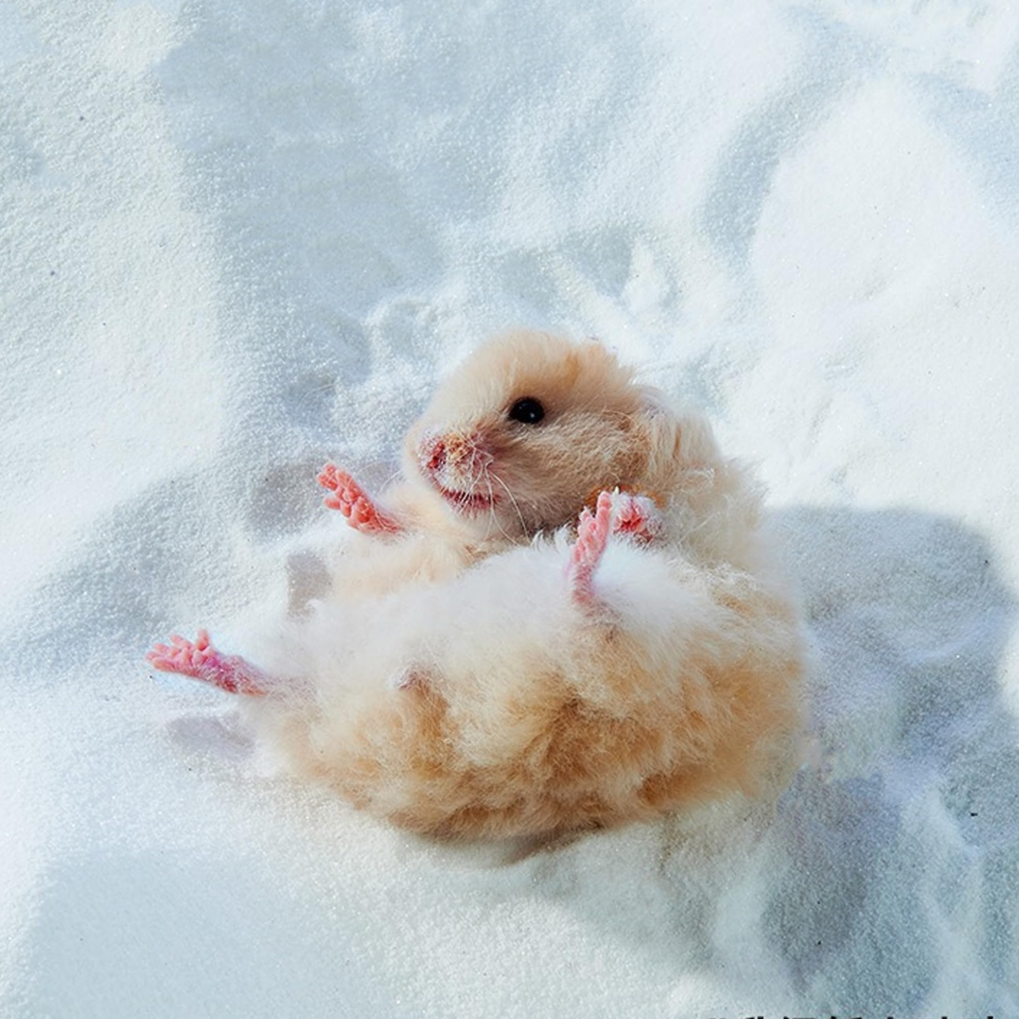 DR.DUDU bath sand suitable for various small pets like hamsters.