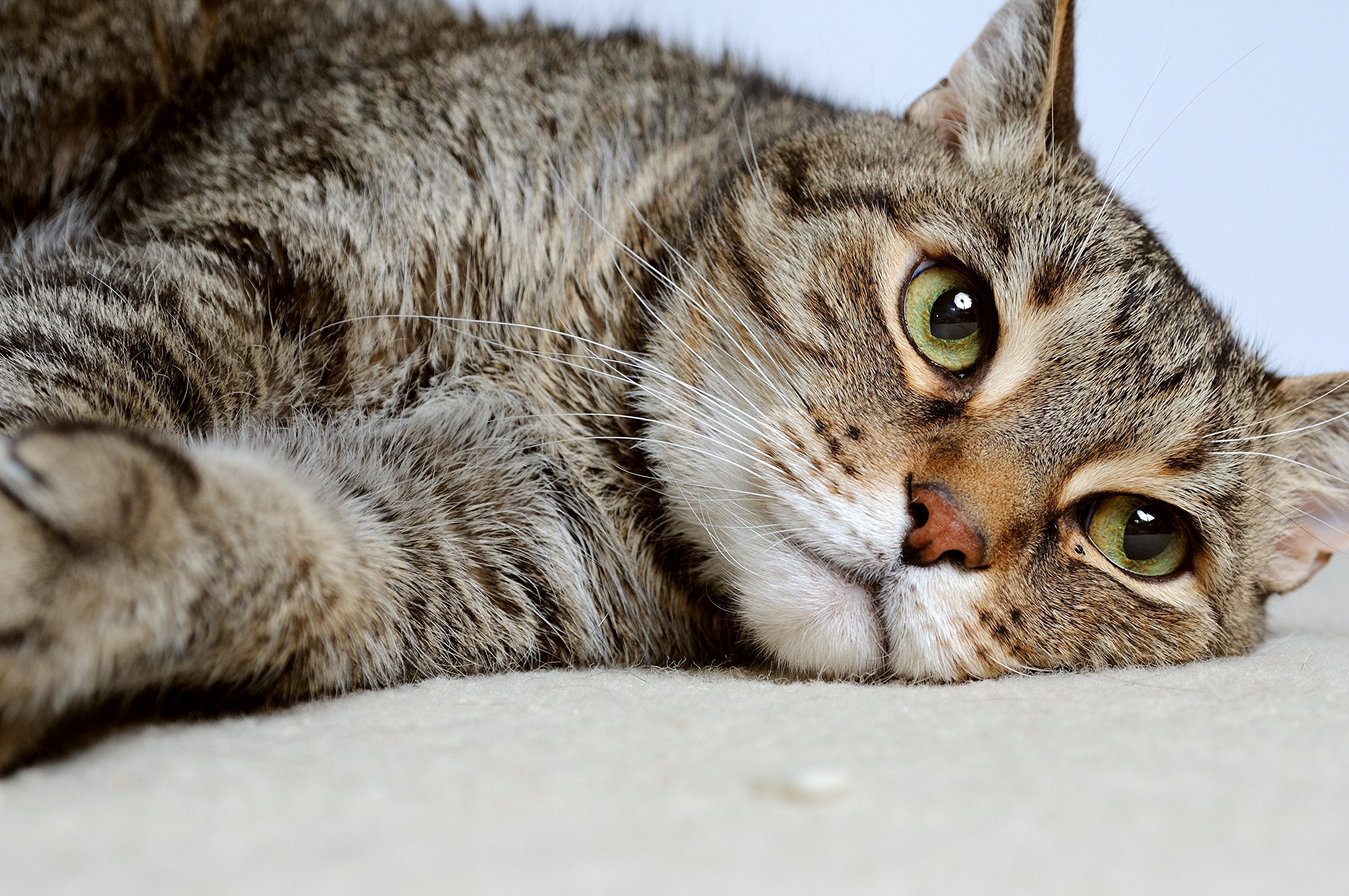 DrFormulas Nexabiotic Cats powder label close-up showing ingredients