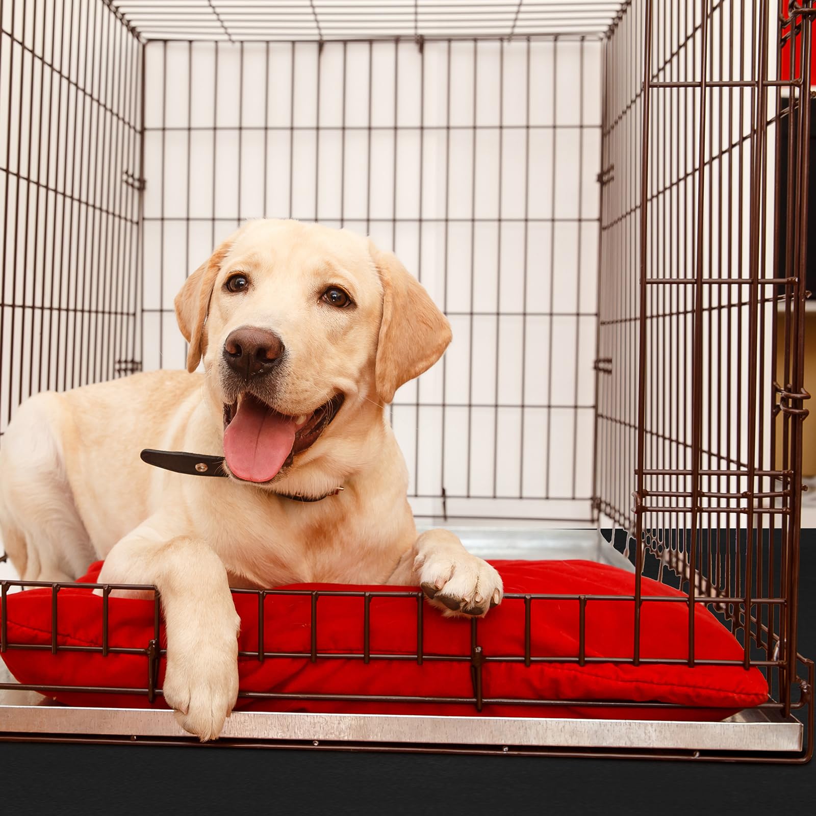 Drydiet supports multipurpose use in crates, kennels, and play zones.