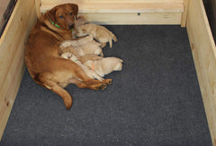 Drymate whelping box liner mat waterproof bottom protects floors