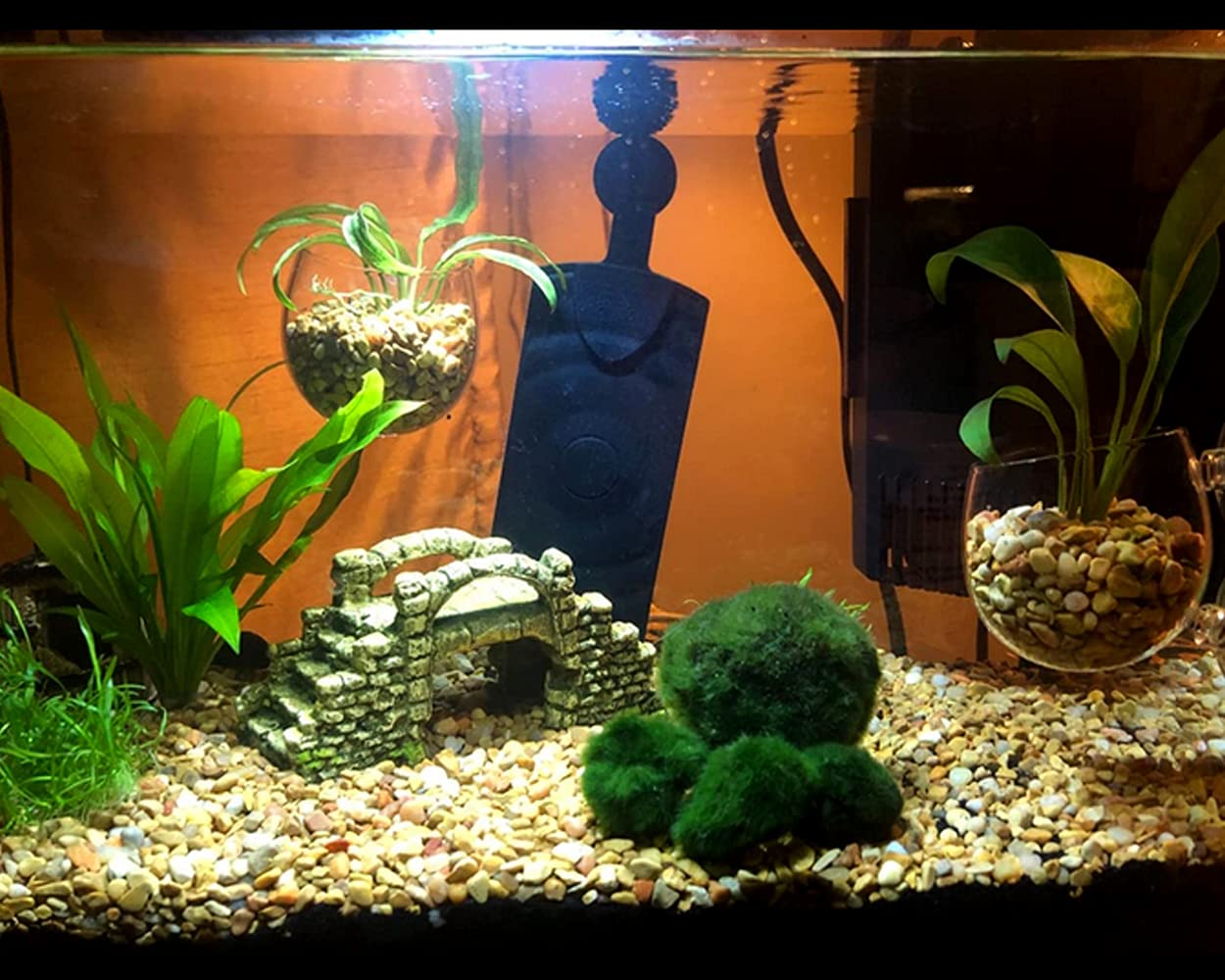 DS. DISTINCTIVE STYLE Crystal glass plant cups with suction cups for stable aquarium placement