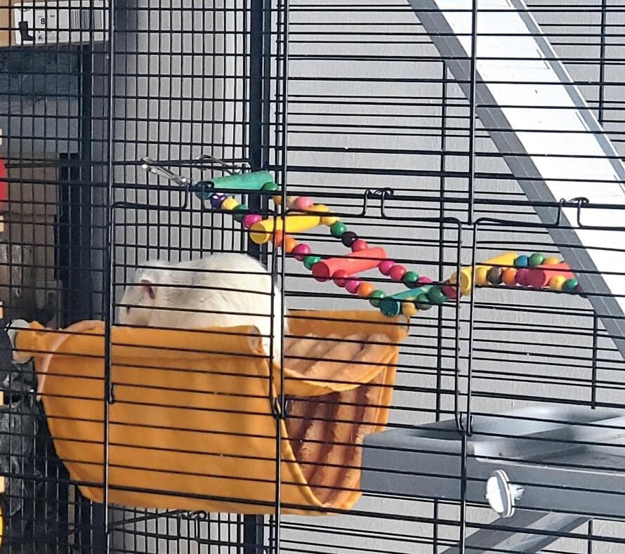 DS. DISTINCTIVE STYLE safe-chew-wood-ladder designed for durable bird play.