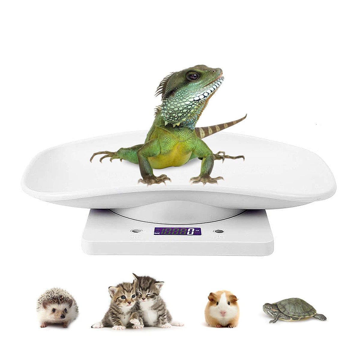 DWSFADA digital pet scale front view demonstrates compact, accurate pet weighing for small animals.
