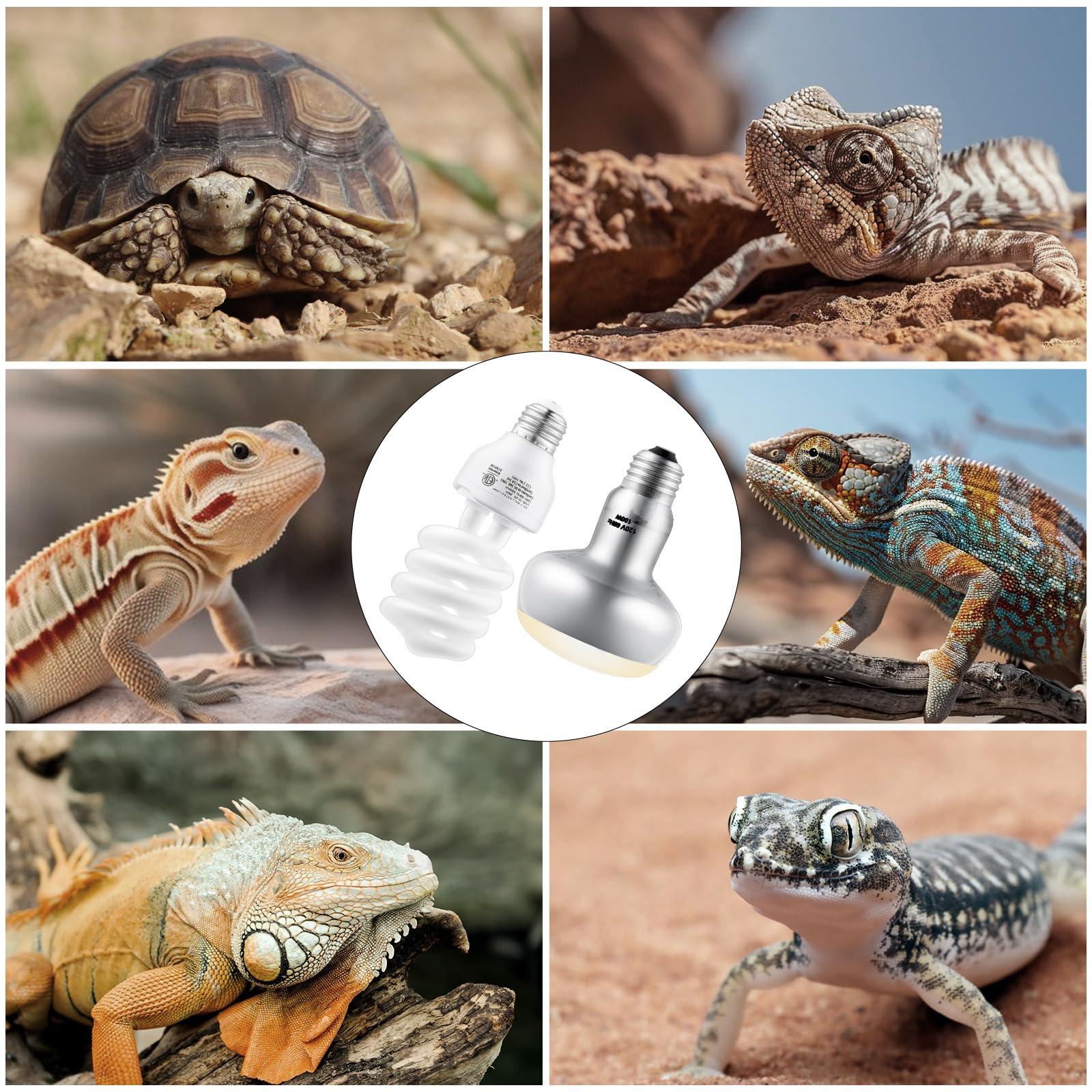 DXOPHIEX basking session soft glow demonstrates glare-free heat for reptiles