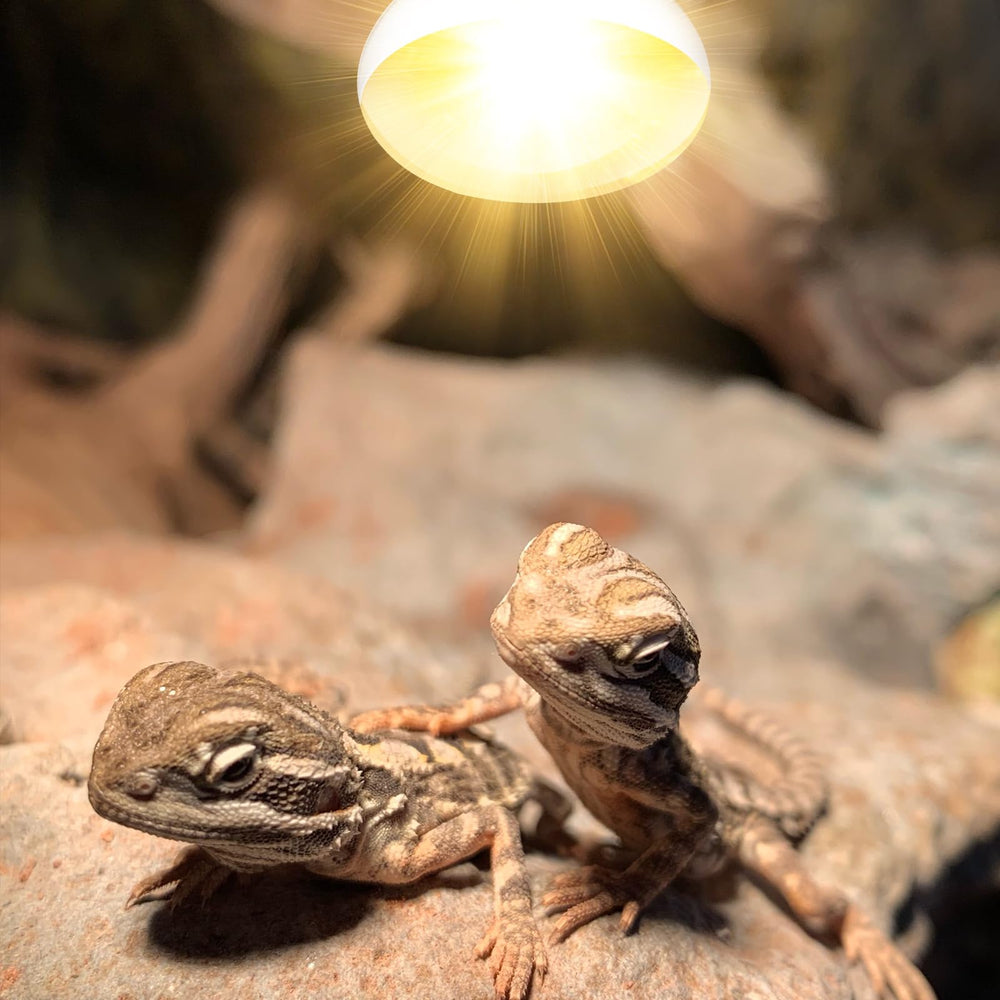 DXOPHIEX magnesium oxide coating softens light and protects pet eyes during viewing.