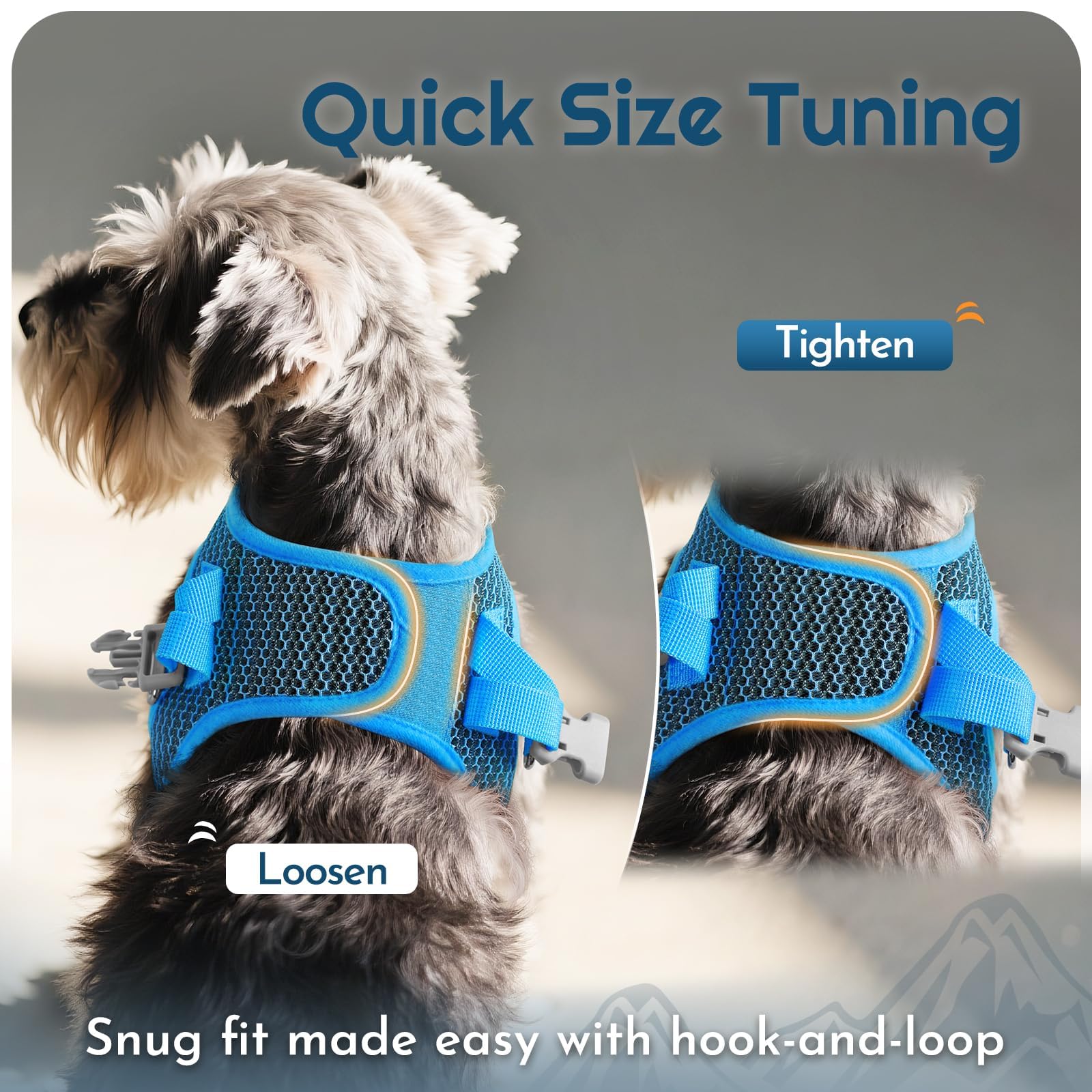 Eagloo blue harness and leash set enhances everyday style for small dogs.