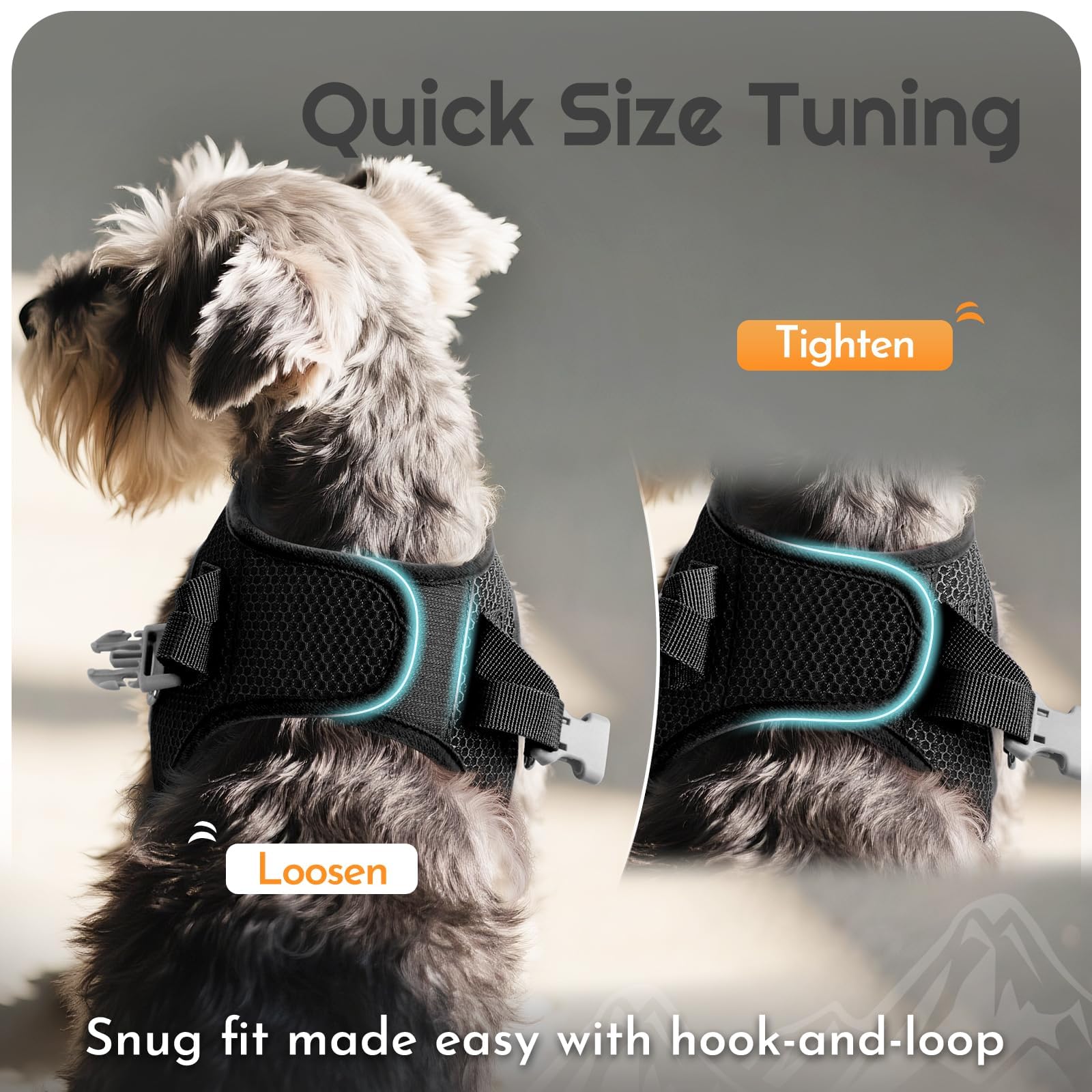 Eagloo small dog walking setup enables confident, safe adventures.