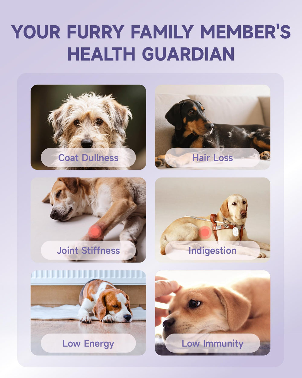 Eagou Diary dog collagen drops daily-use image shows easy integration with meals.