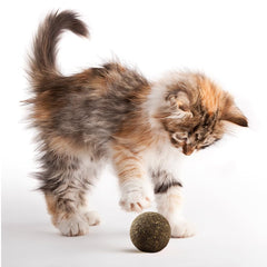 Eaireys gall fruit ball inside shot emphasizes varied textures for nibble-and-play sessions