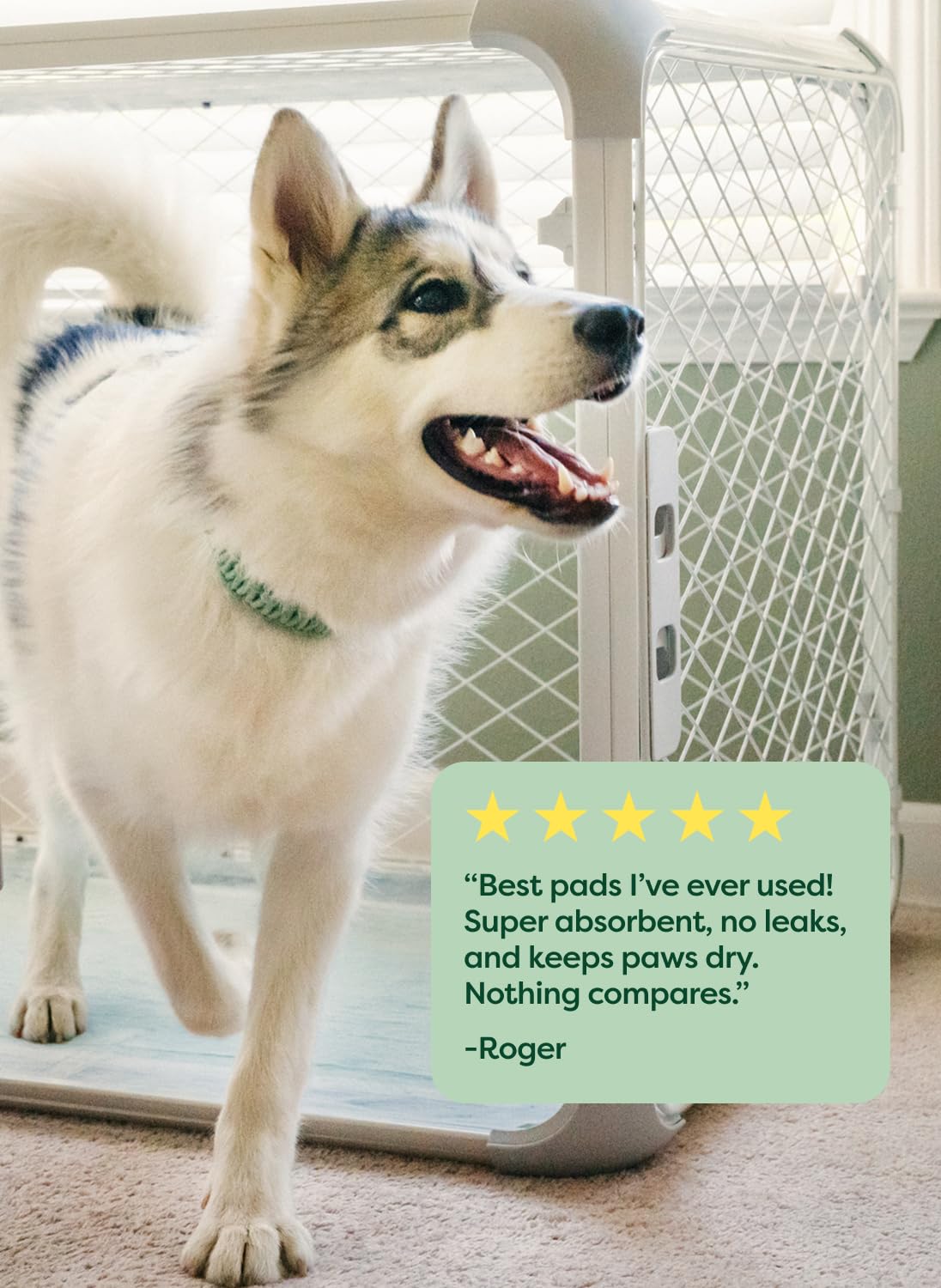 Earth Rated pad offers large coverage for puppies and small dogs.