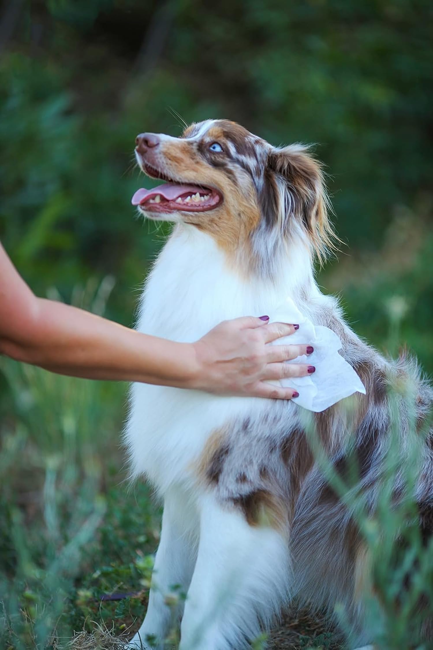 earthbath eye wipes daily grooming routine keeps fur around eyes fresh and clean
