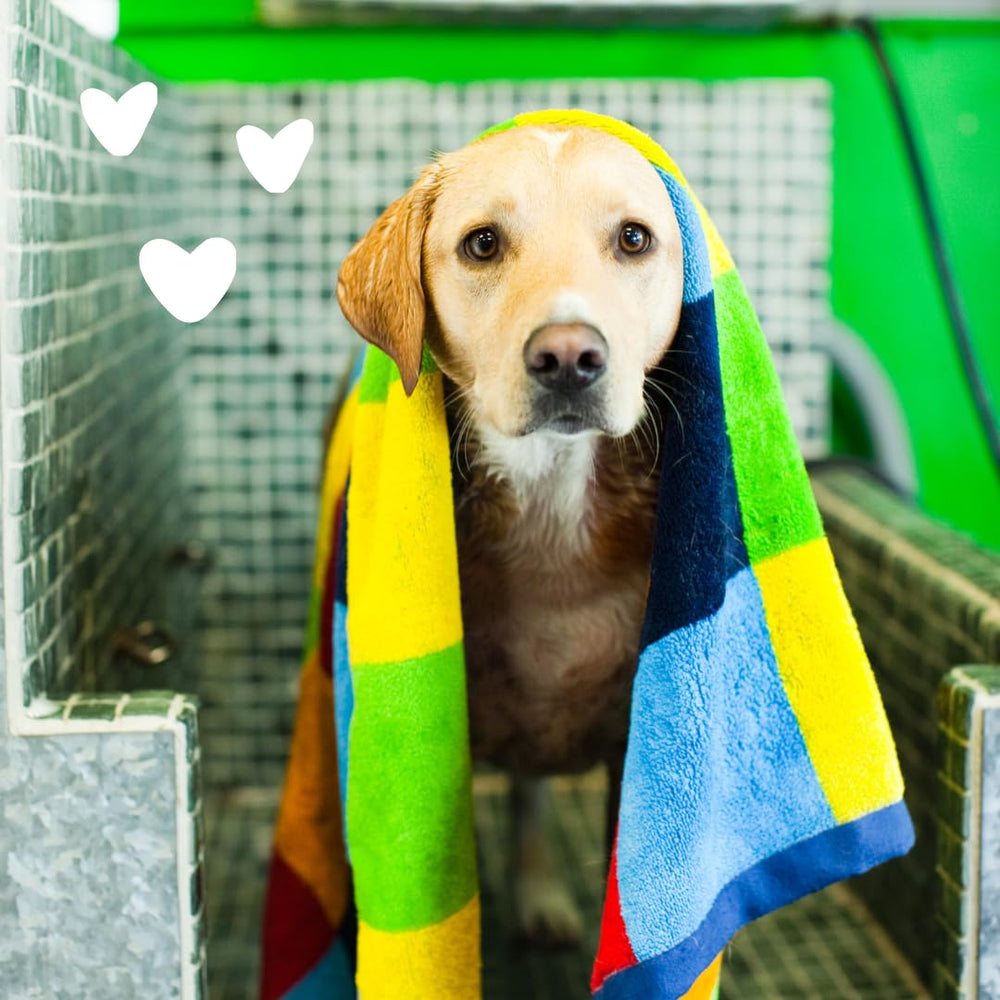 earthbath puppy gentle shampoo use showing a quick bath routine