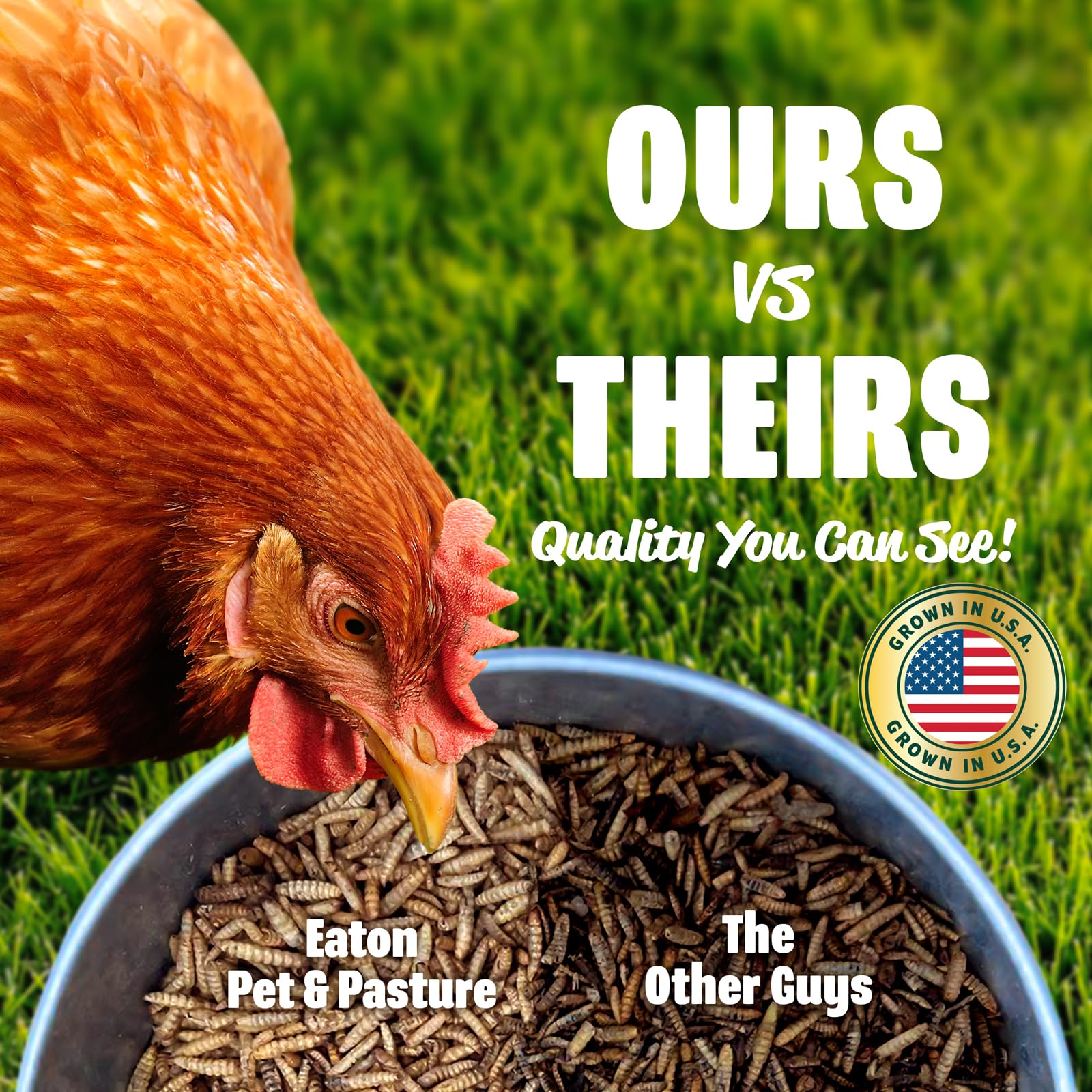 Eaton Pet and Pasture grubs close-up shows protein-dense larvae for poultry.
