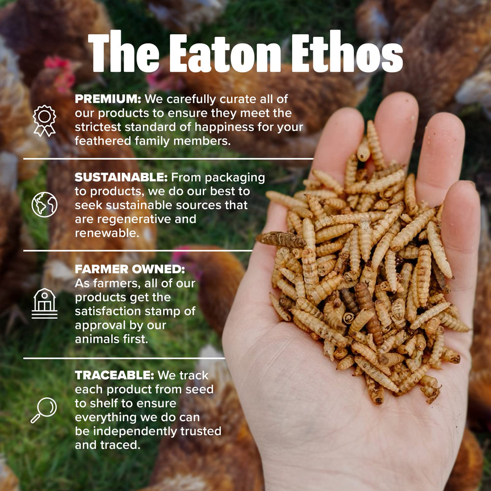 Eaton Pet and Pasture grubs close-up of dried BSFL highlights protein-rich poultry treat.
