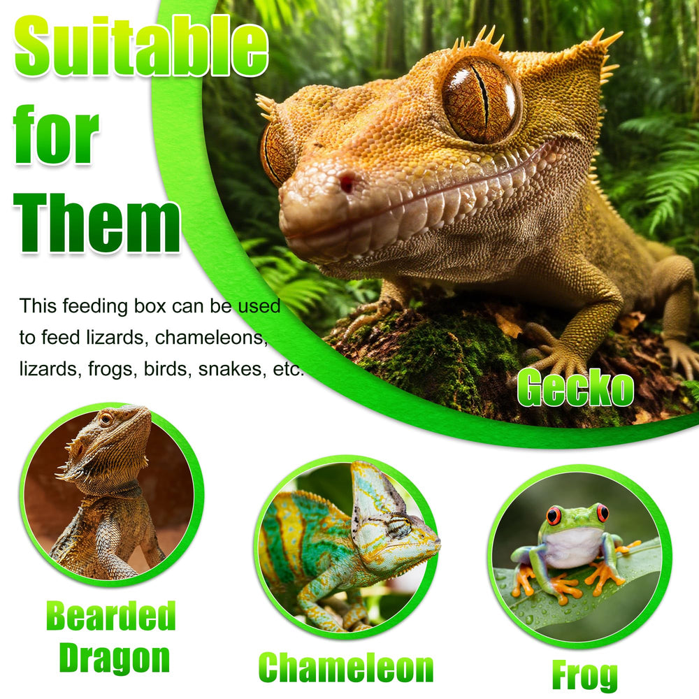 Eckpo feeding bowl in-use shows stable wall-mounted setup for terrarium feeding.