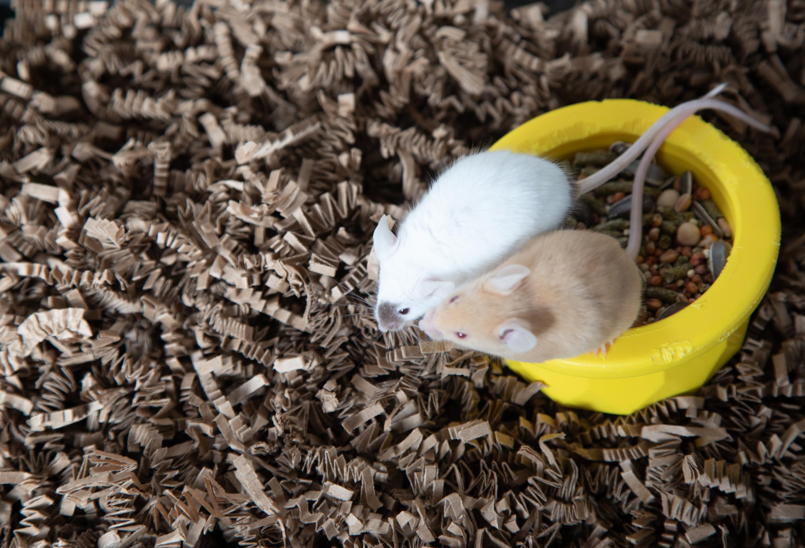 ECO BEDDING ideal nesting-burrowing uses for small rodents and birds.