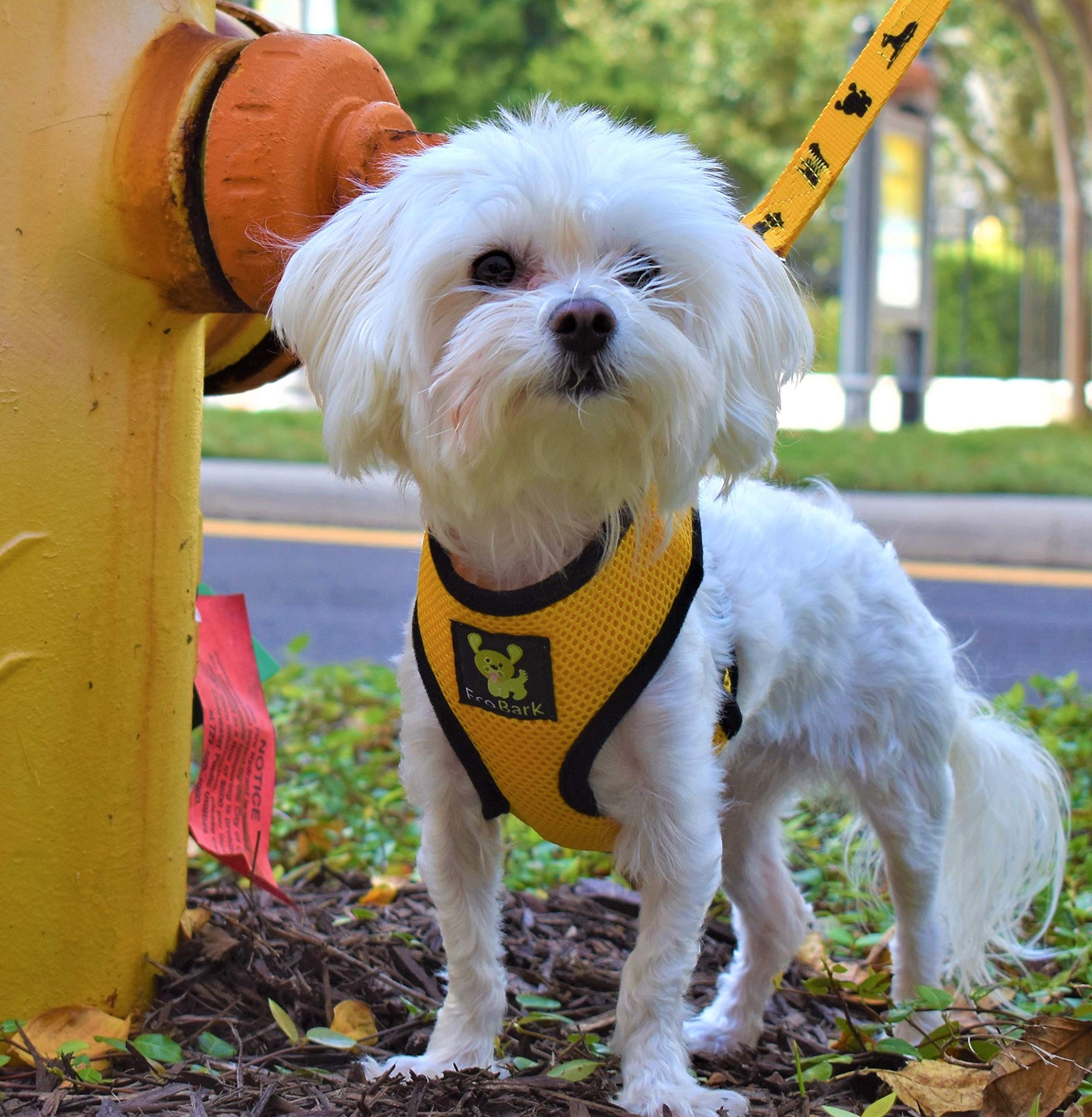EcoBark Dog Leash with soft padded grip for gentle, controlled training.