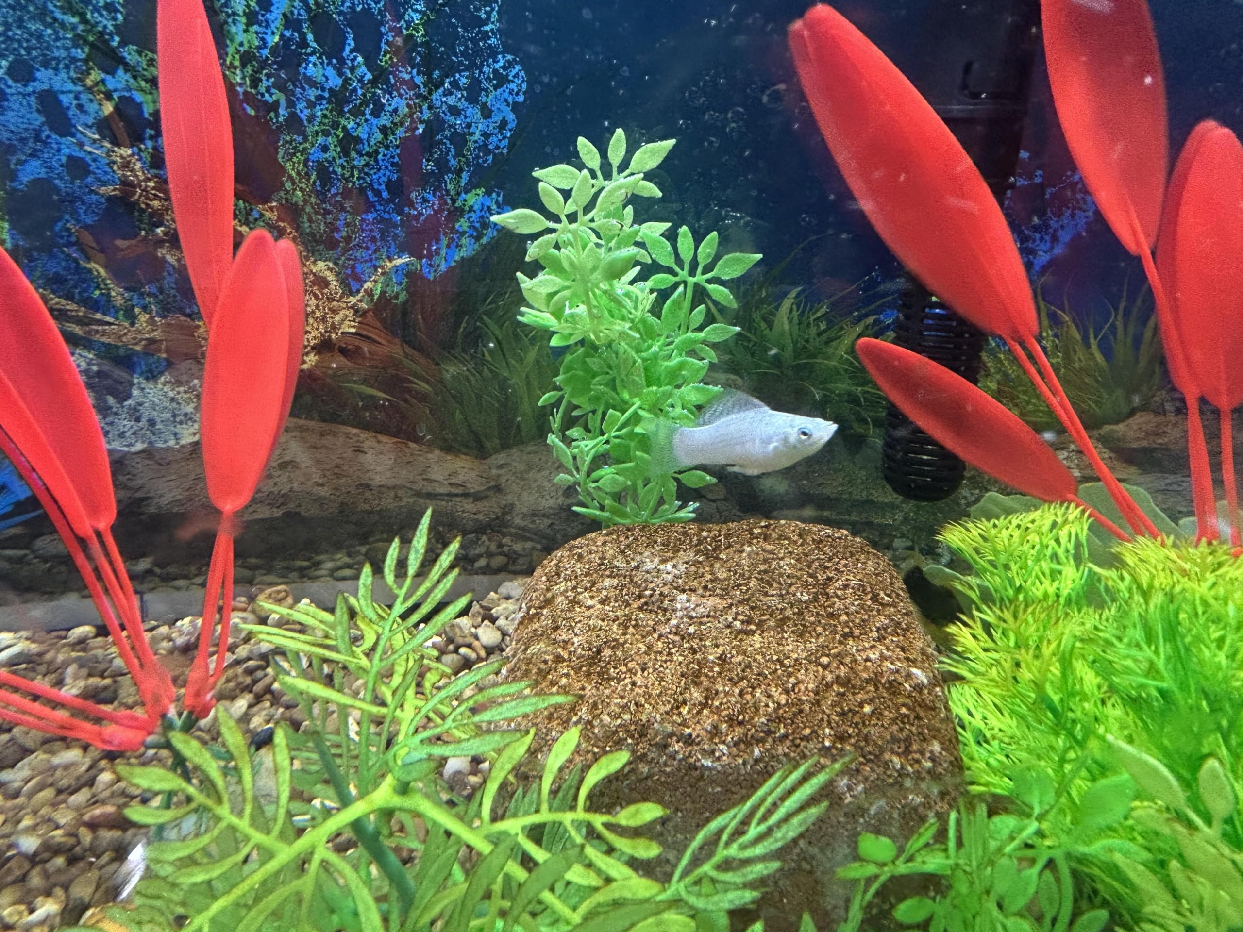 EcoBio-Block nano aquarium stone setup eases new tank setup with early bioactivity.