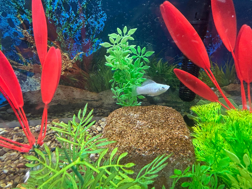 EcoBio-Block nano aquarium stone setup eases new tank setup with early bioactivity.