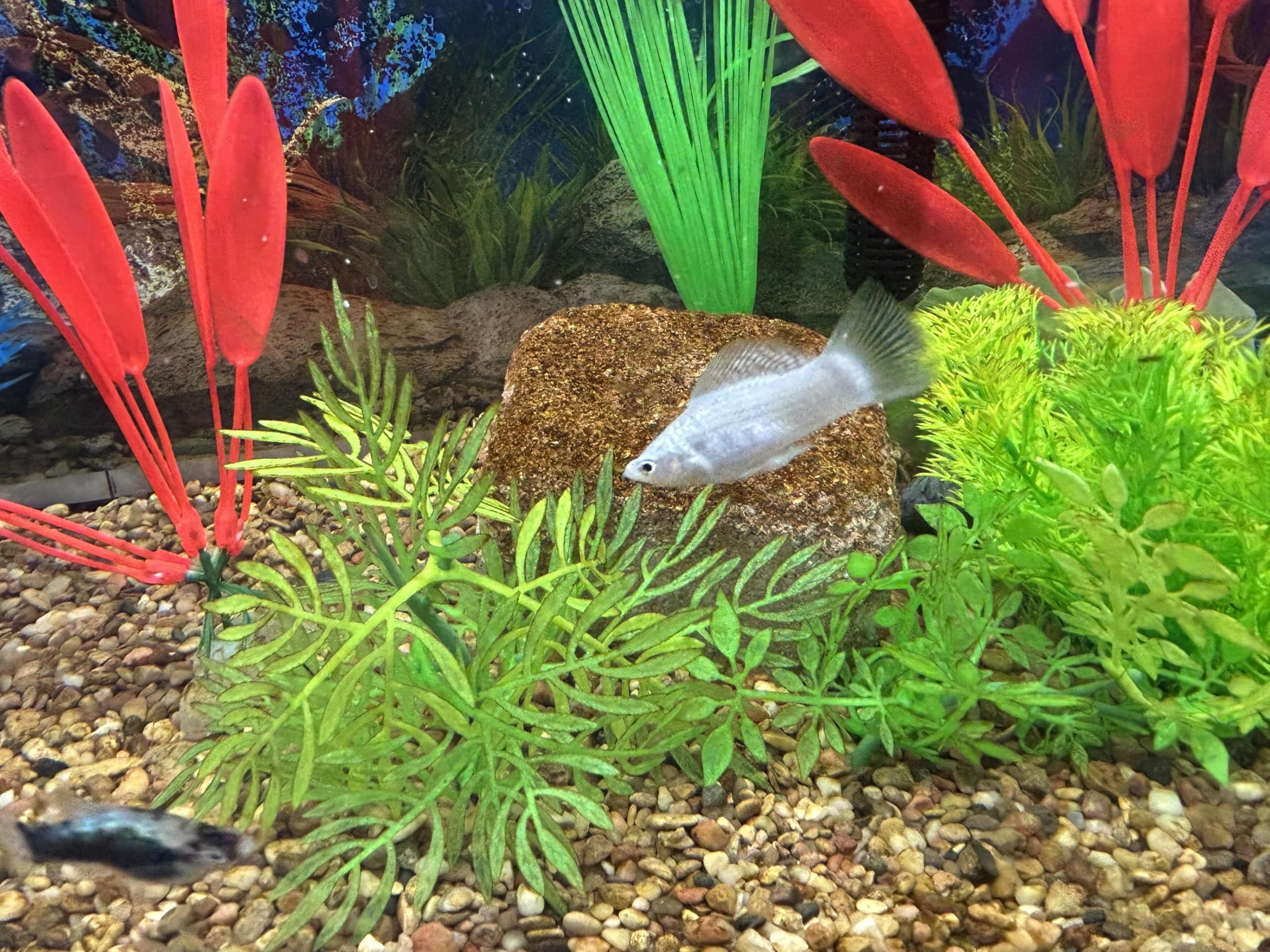 EcoBio-Block small-size design fits 8 to 16 gallon tanks.