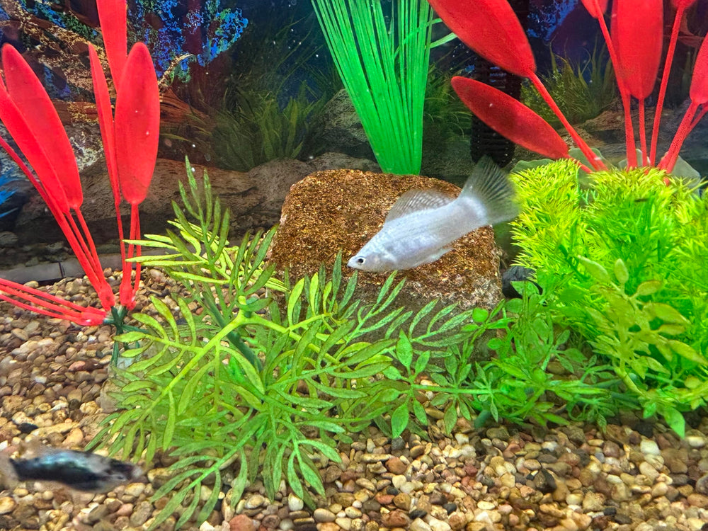 EcoBio-Block small-size design fits 8 to 16 gallon tanks.