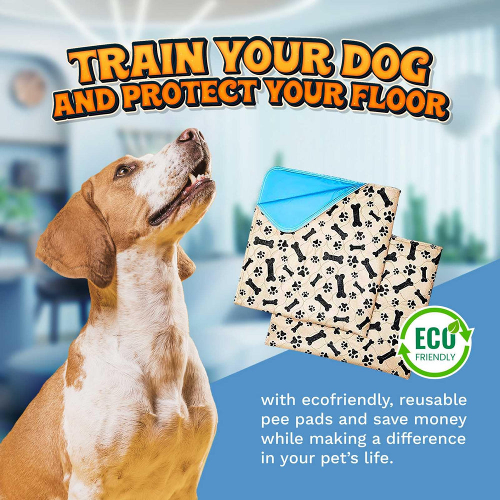 ECOHYPE dog training setup showing a large pad ready for use.