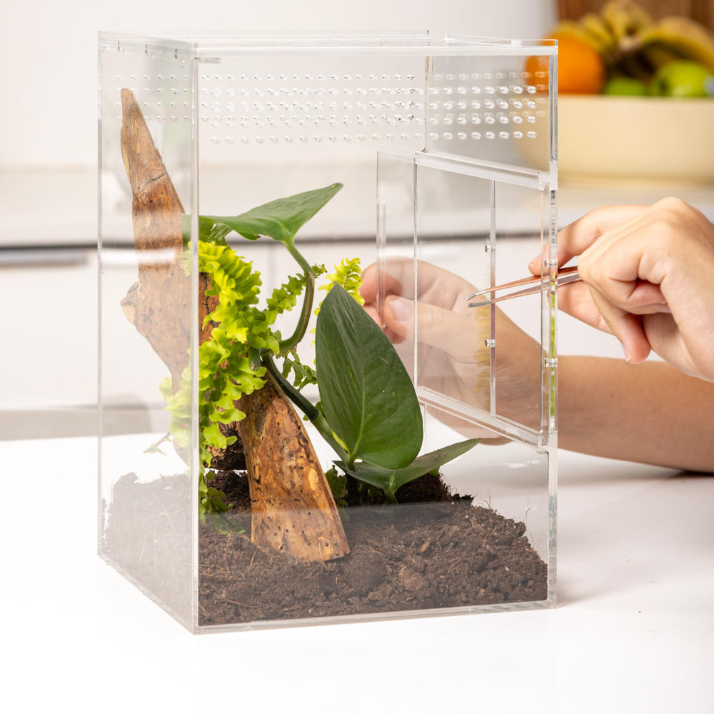 EctoTherm jumping spider enclosure dual doors for easy access.