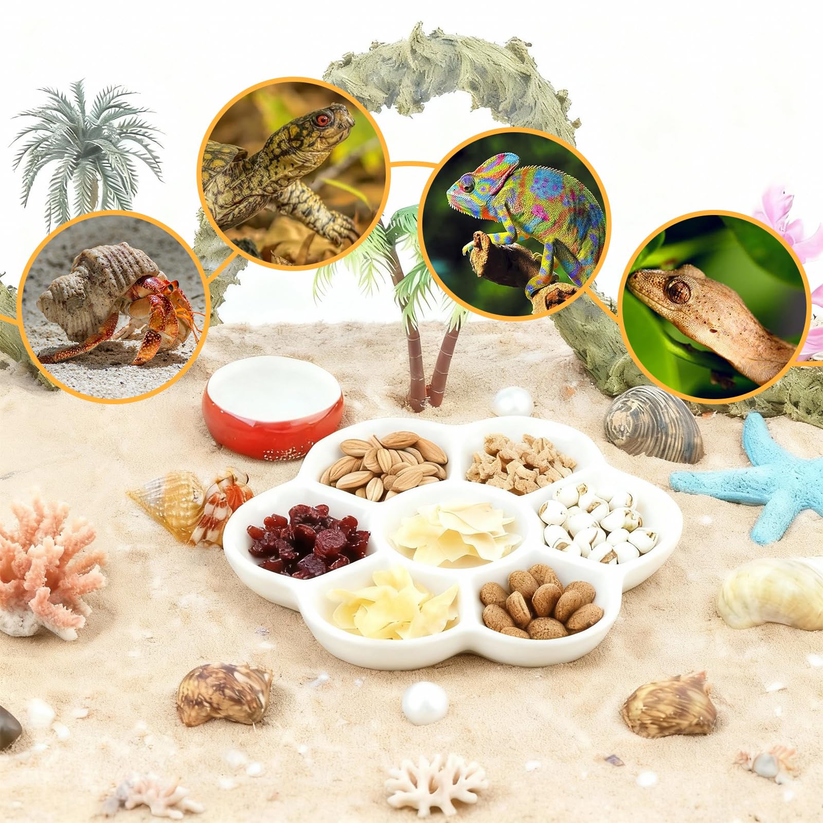 Eiito reptile food bowl easy-clean dish suitable for busy pet owners.