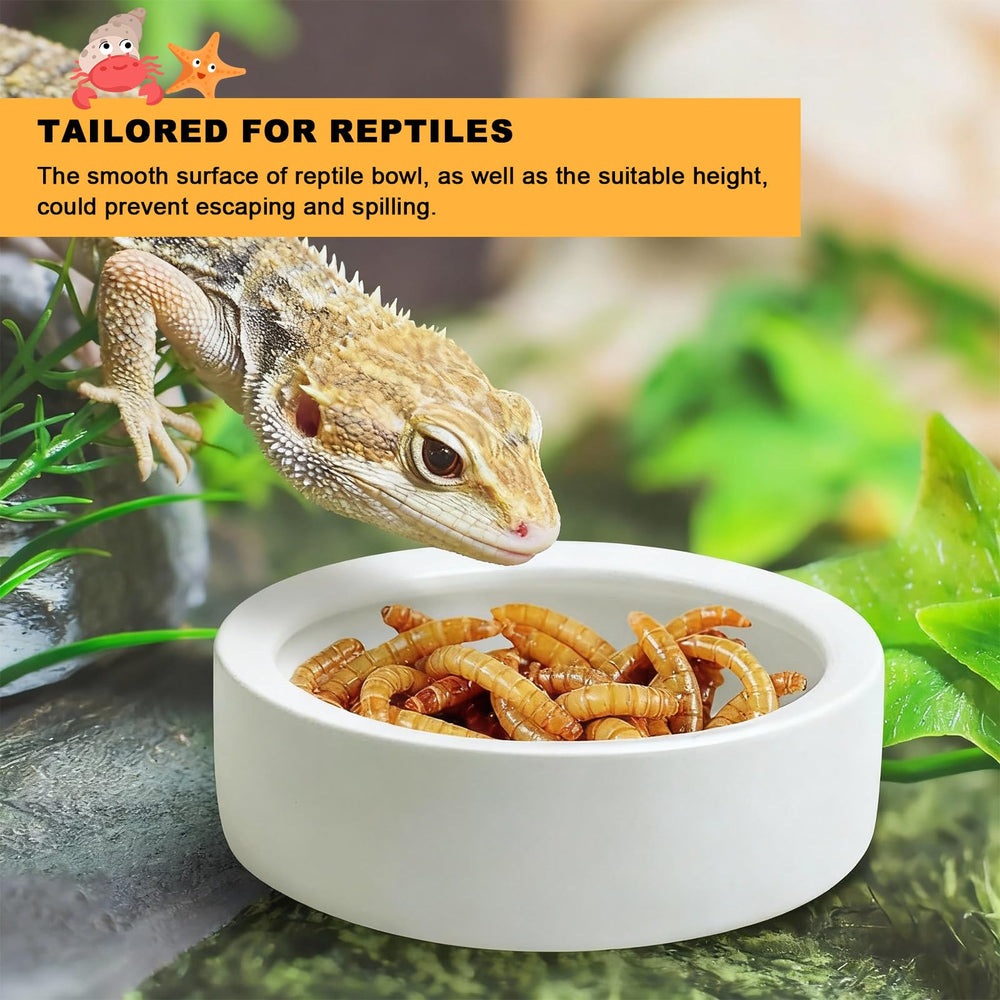 Eiito reptile food bowl hermit crab meal setup highlighting organized sections.