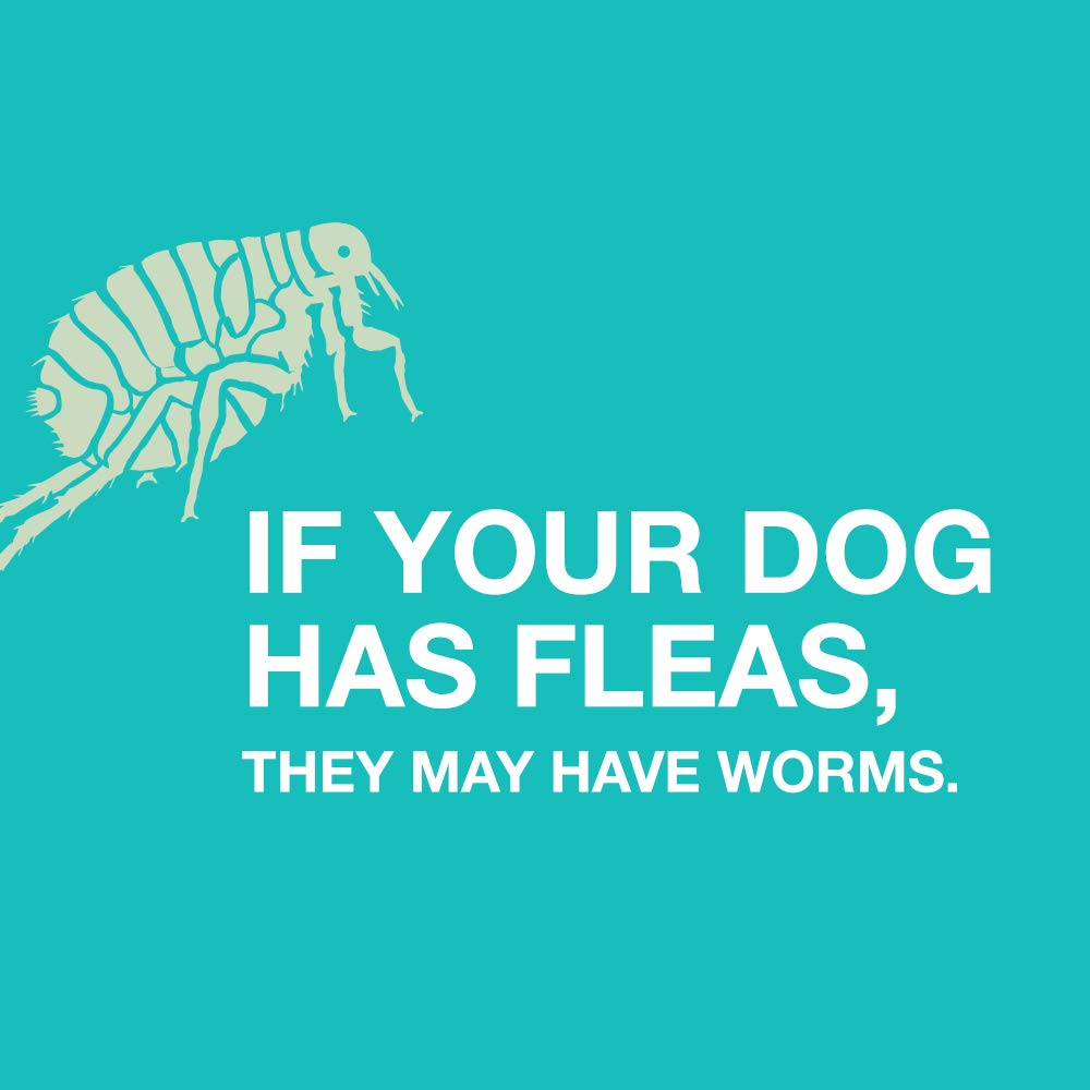 Elanco Quad Dewormer chewable tablets shown, designed for single-dose treatment at home.