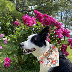 Elegant Little Tail Bandana two-layer durability for adventures